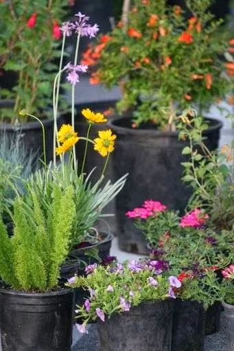 Potted flowers and nursery plants from a market vendor